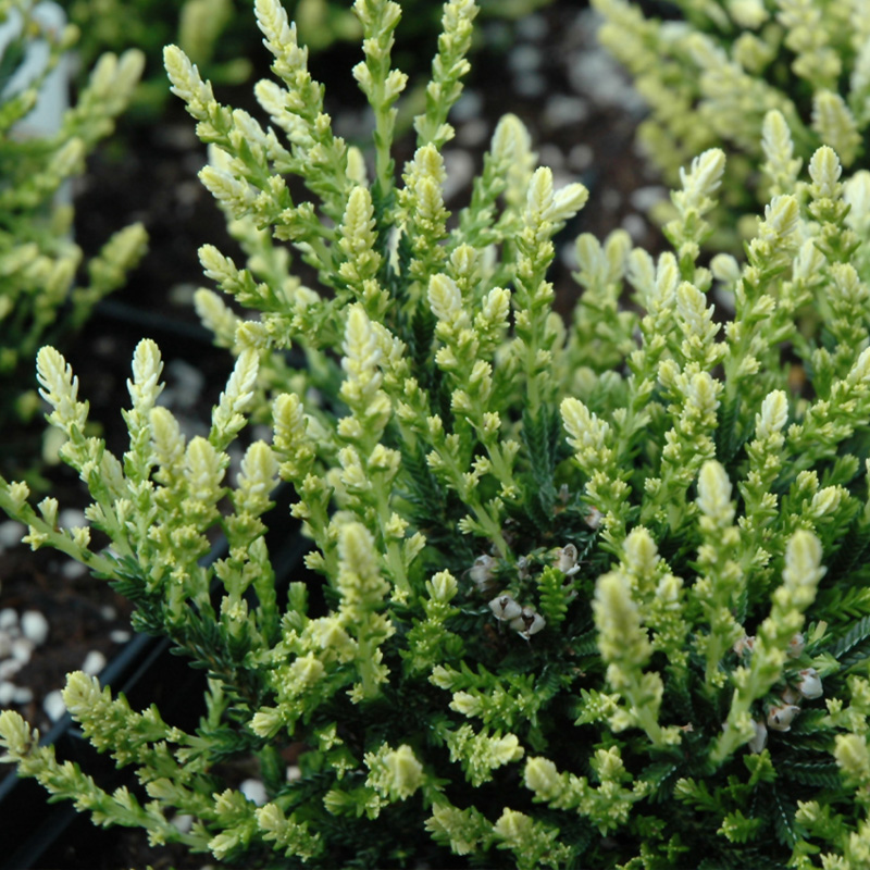 HEATHER CALLUNA 4"