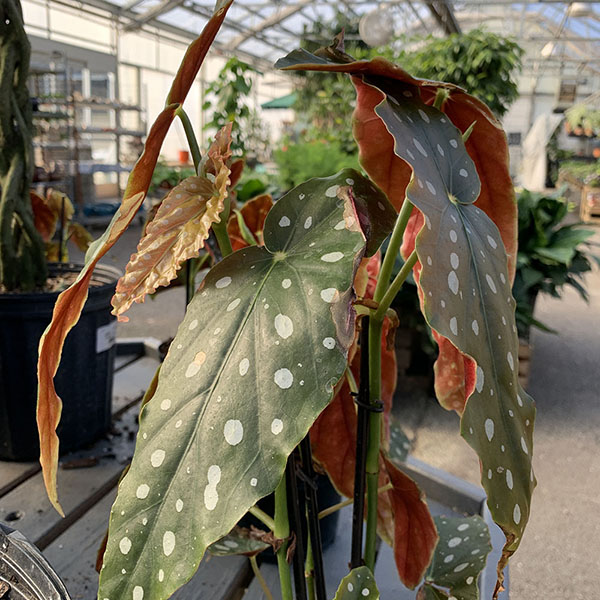 BEGONIA MACULATA 6"