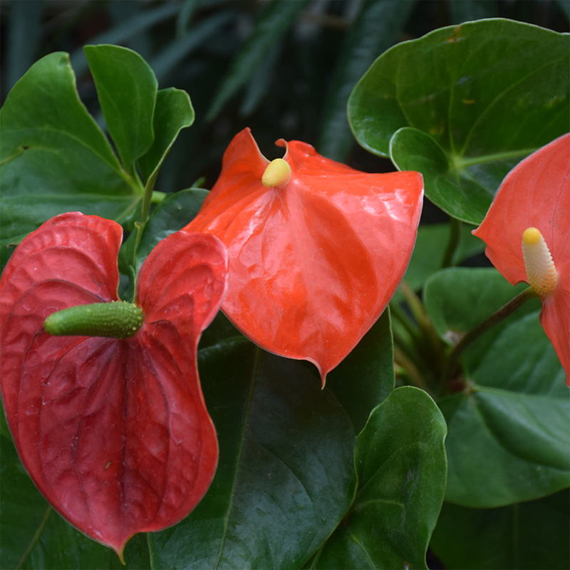 ANTHURIUM IN GLASS 4"