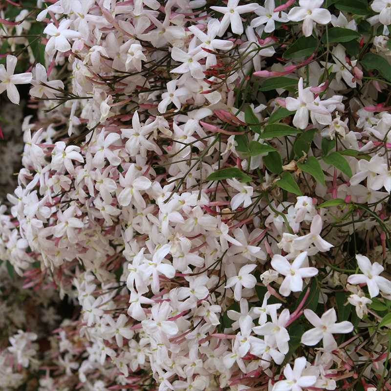 JASMINE 10"