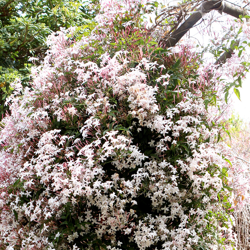 JASMINE 10" TRELLIS