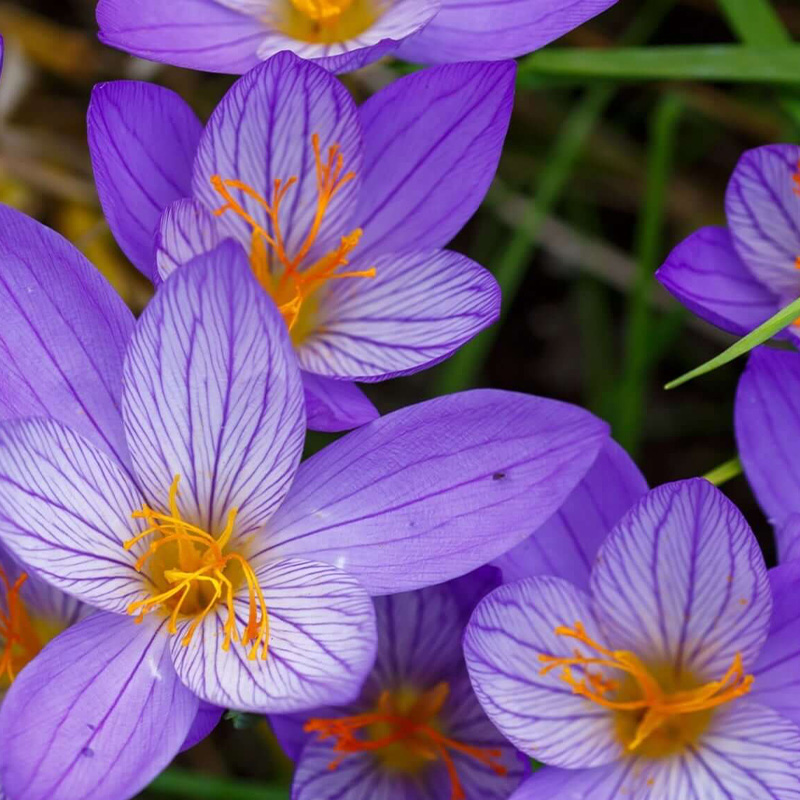 CROCUS 4"