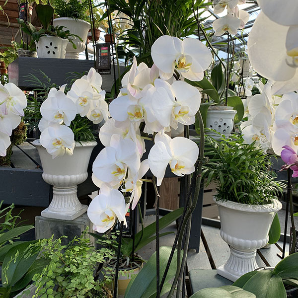 ORCHID PHALAENOPSIS WATERFALL 5"