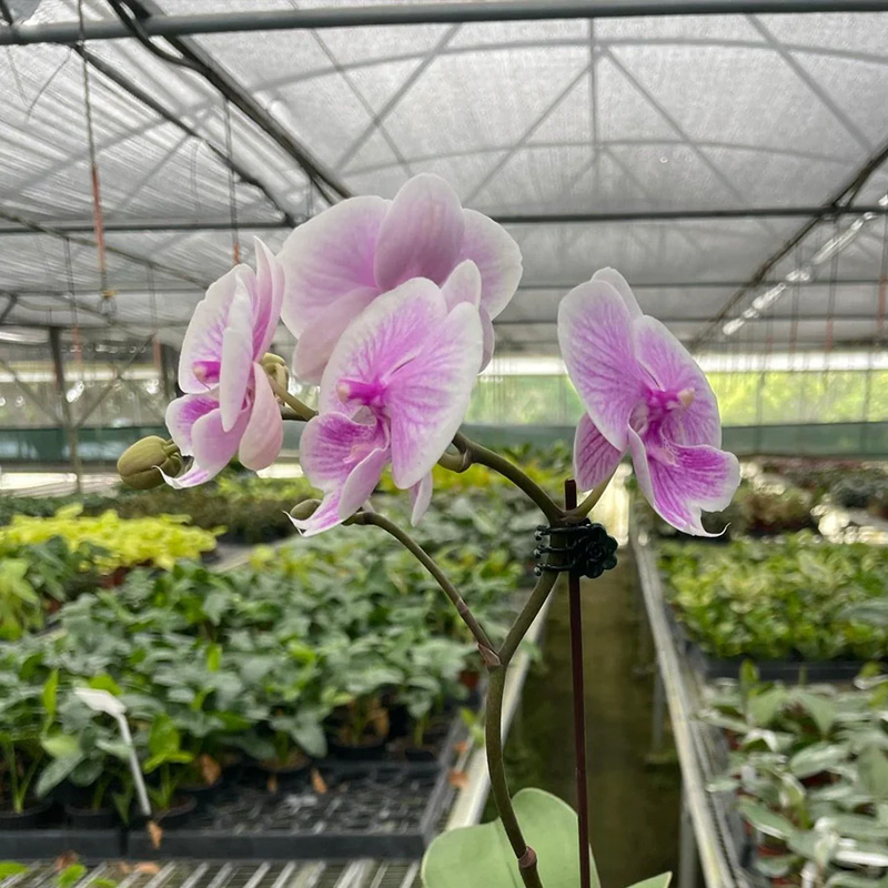 ORCHID ARTISTICA 5"