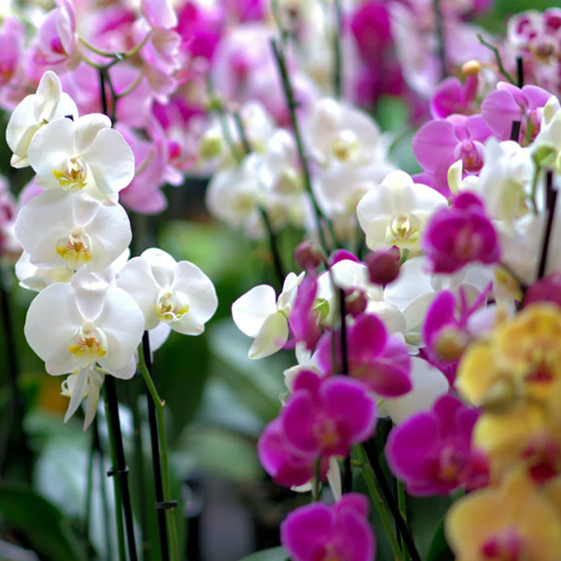 ORCHID PICCOLA 3.5"