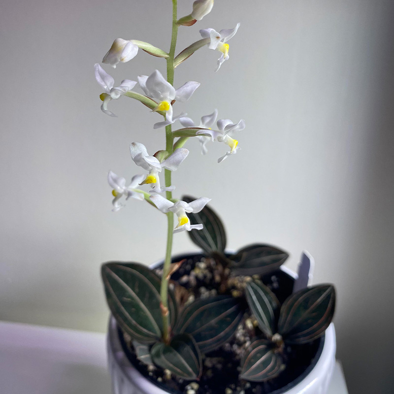 ORCHID JEWEL 2.5"