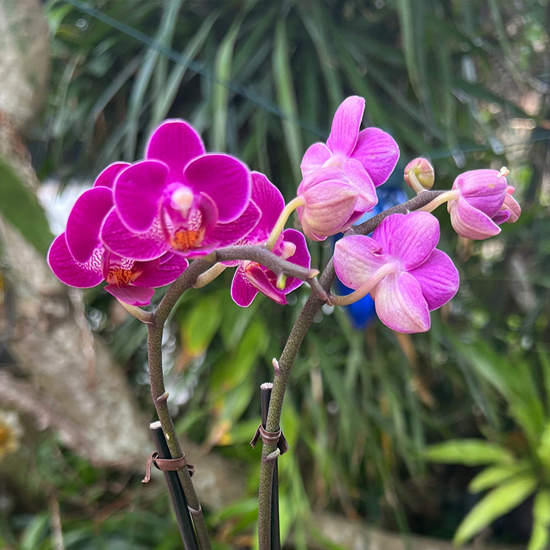 ORCHID VARIEGATED 6"