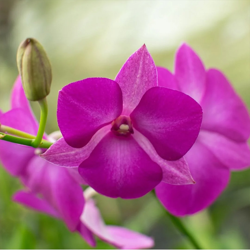 ORCHID GEM 5"