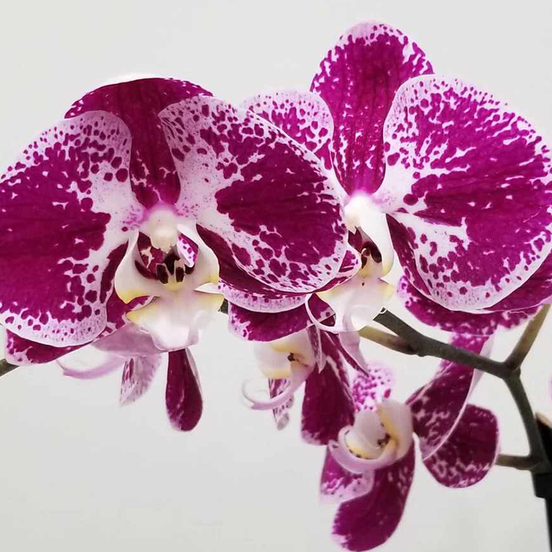 ORCHID MAGNIFICA 5"