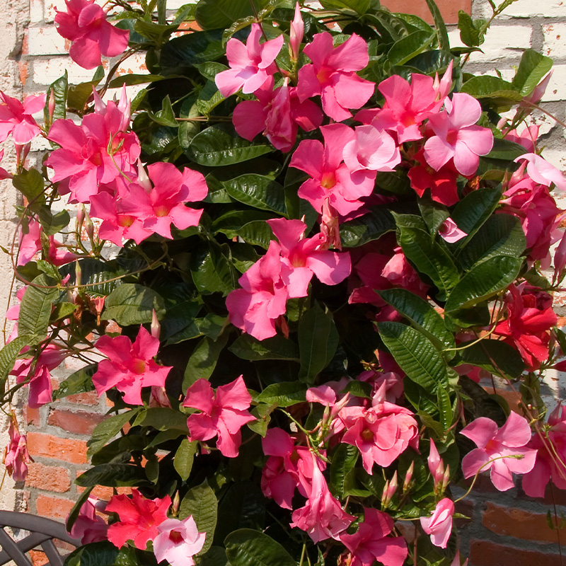 MANDEVILLA BUSH 10"
