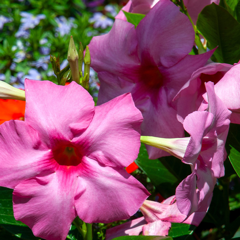 MANDEVILLA TEEPEE 12"