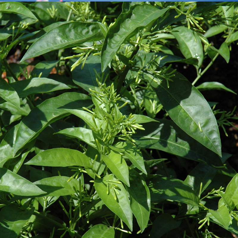 JASMINE NIGHT BLOOMING 10"