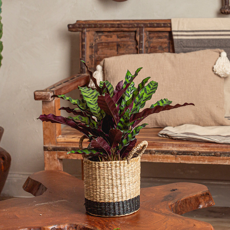 EVERYDAY PETITE PLANTERA