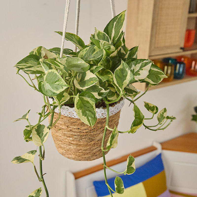 HOLIDAY PRIMAVERA'S BOUNTY HB