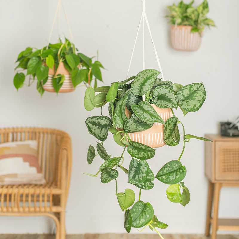 EVERYDAY HANGING EXPRESSION