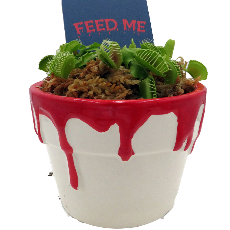 BLOODY POT WITH VENUS FLY TRAP