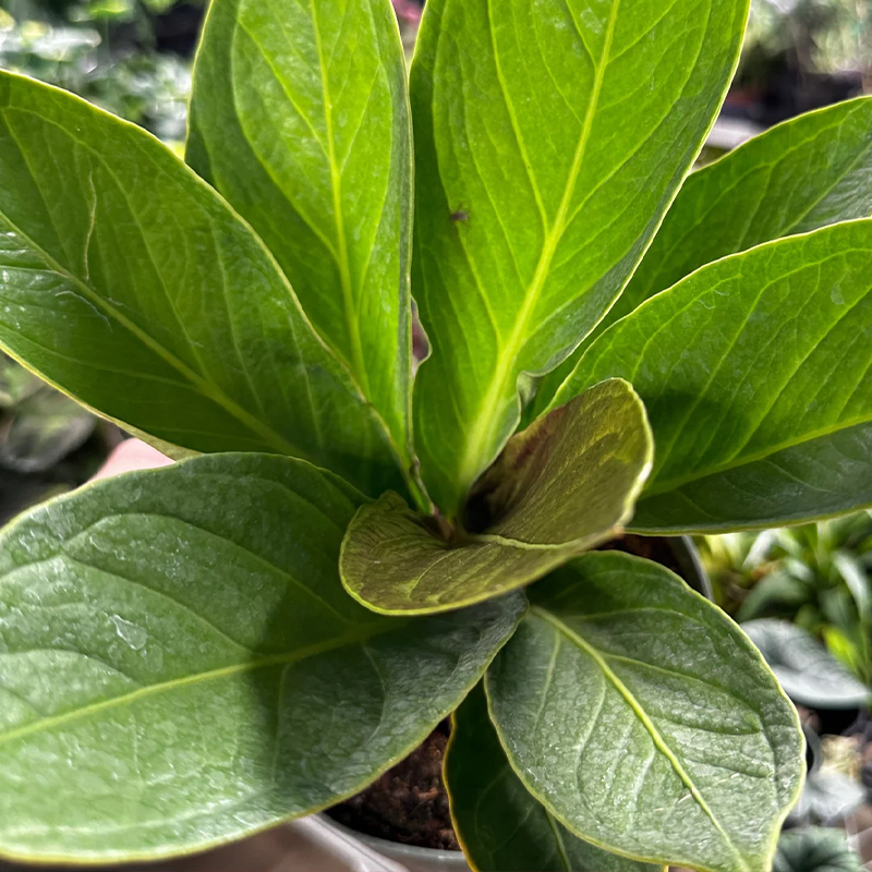 ANTHURIUM COBRA 4"