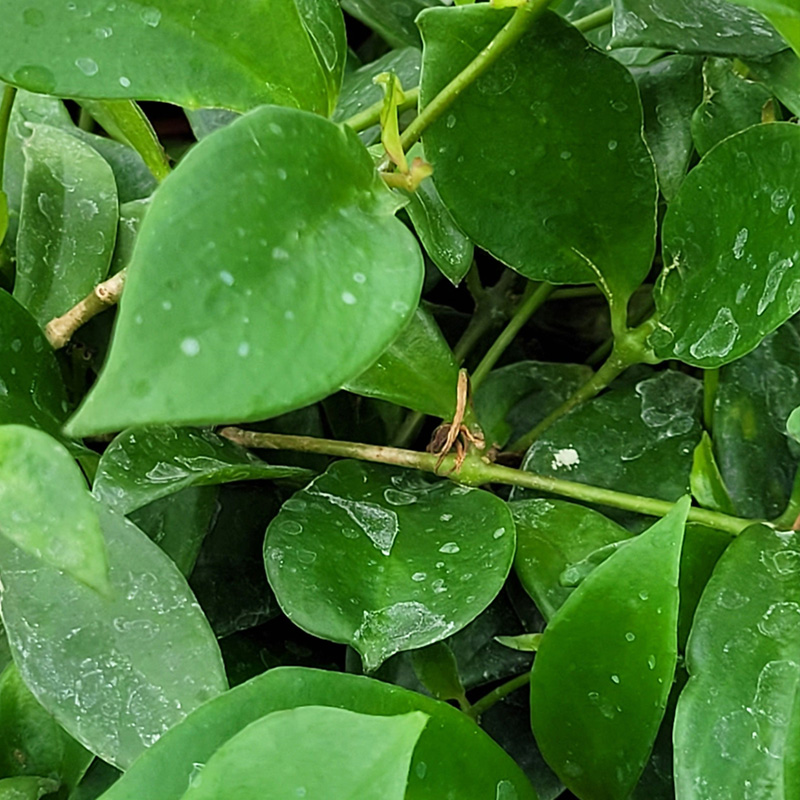 HB LIPSTICK PLANT LOBBIANUS 8"