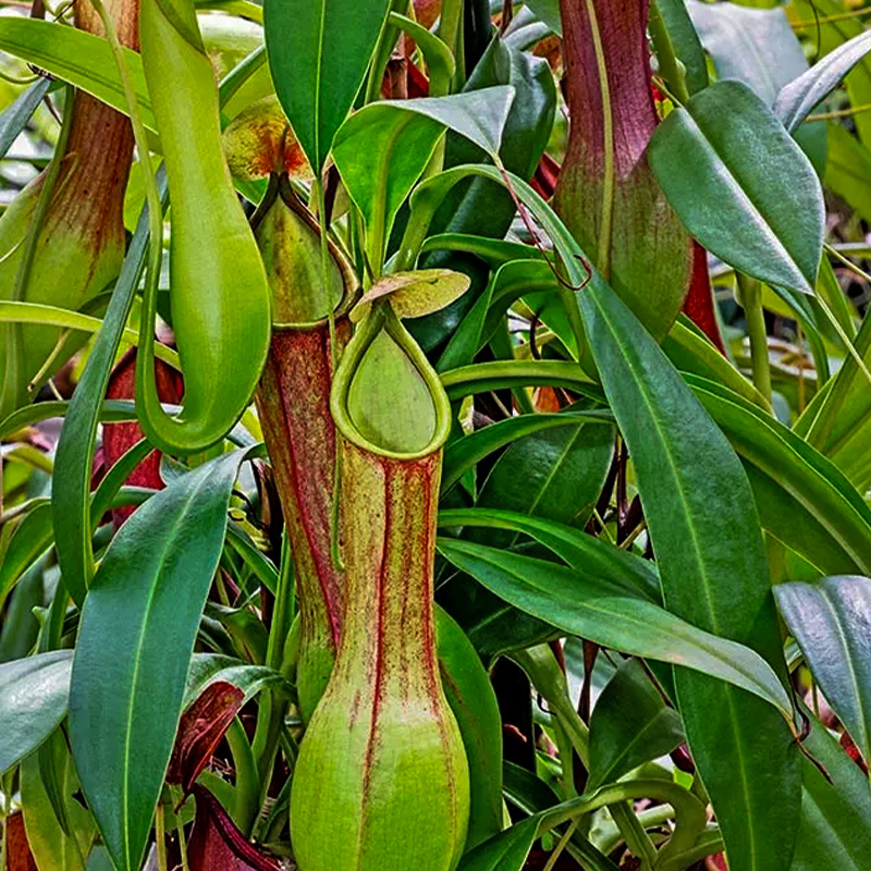 HB NEPENTHES 6"