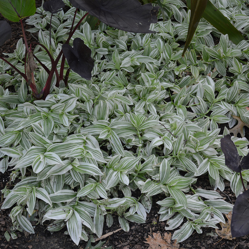 HB TRADESCANTIA PISTACHIO 8"