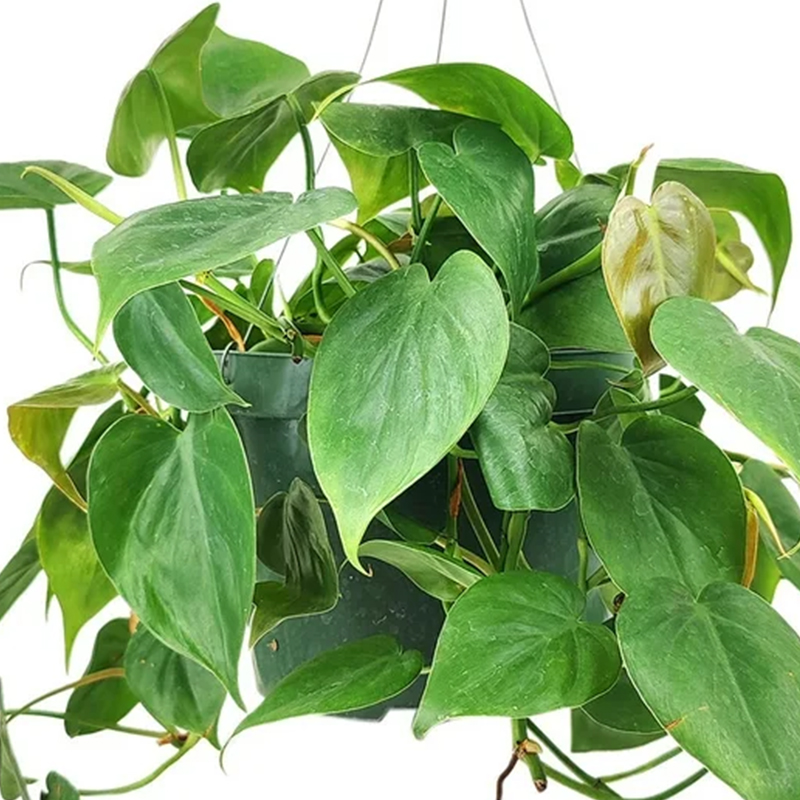 HB PHILODENDRON CORDATUM  8"