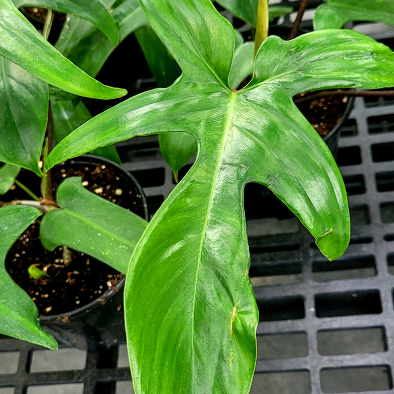 HB PHILODENDRON FLORIDA GREEN 10