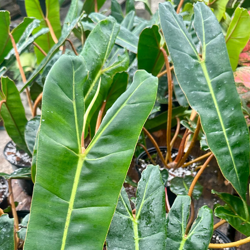 HB PHILODENDRON BILLIEATIEA 8"