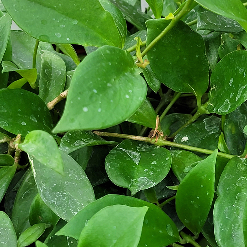 HB LIPSTICK PLANT 6"