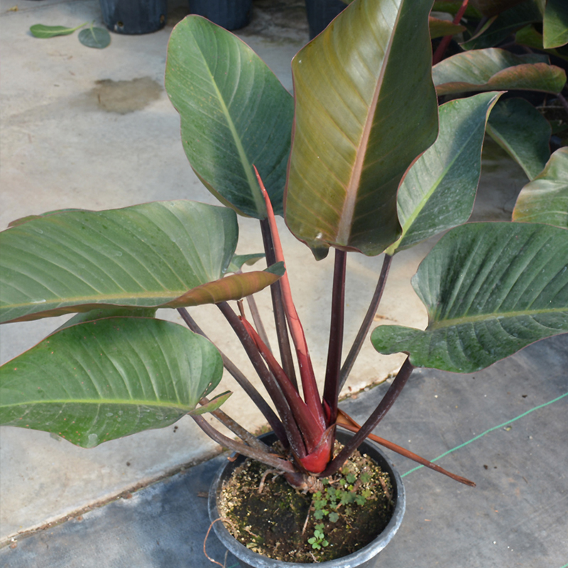 PHILODENDRON CONGO ROJO 4"