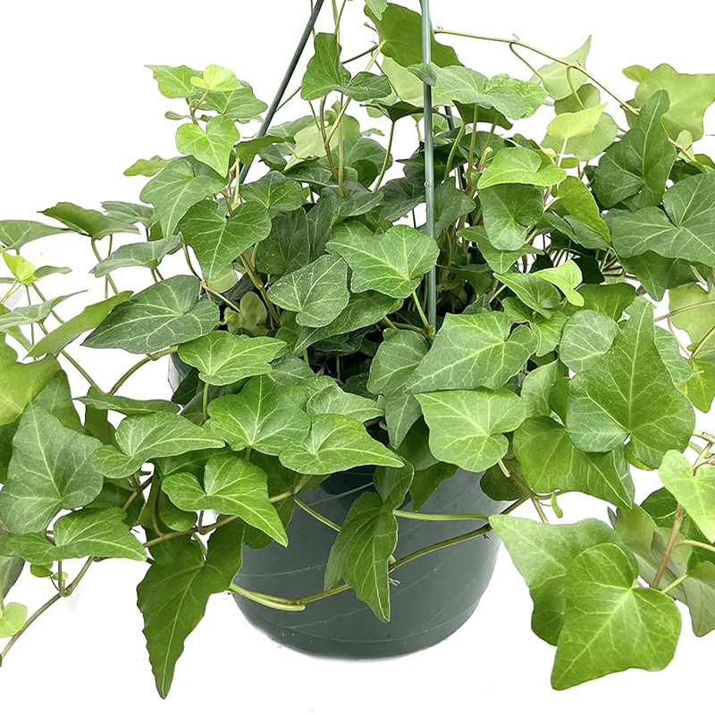 HB IVY GREEN, VARIEGATED 8"