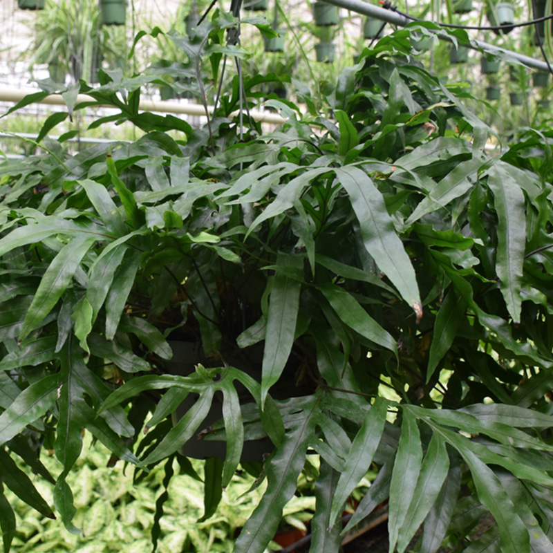 HB FERN KANGAROO PAW 8"