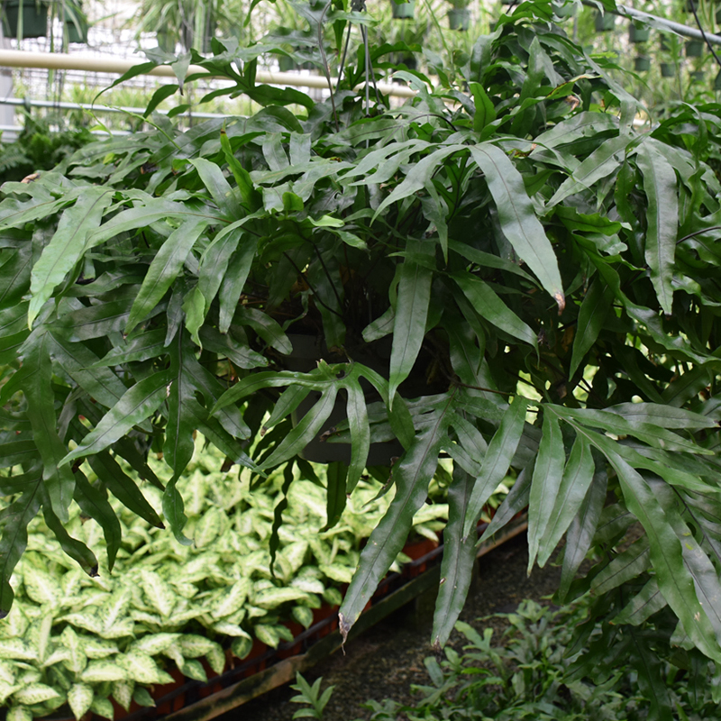 HB FERN KANGAROO PAW 12"