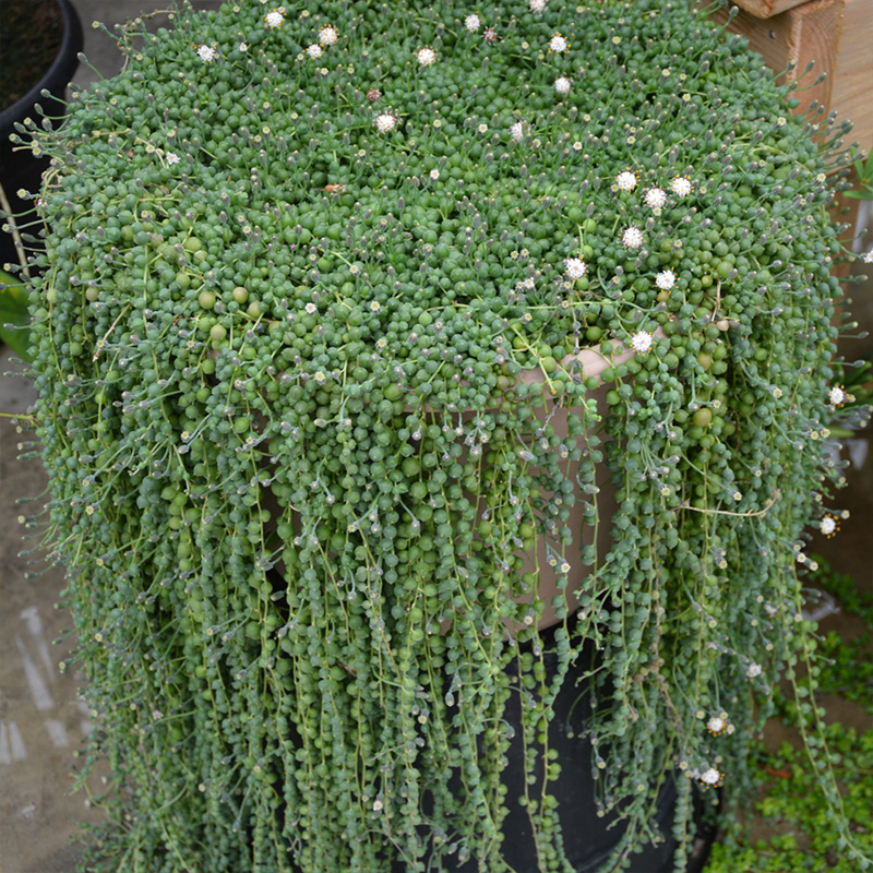 HB STRING OF PEARLS 8"