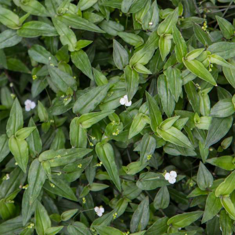 HB TRADESCANTIA BRIDAL VEIL 8"