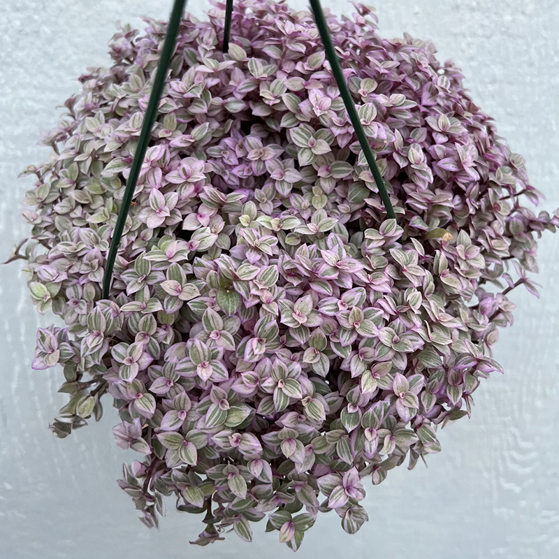 HB TRADESCANTIA PINK PANTHER 8"