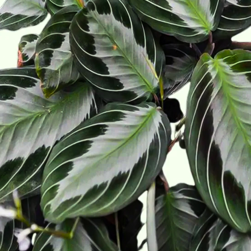 HB MARANTA SILVER BAND 6"