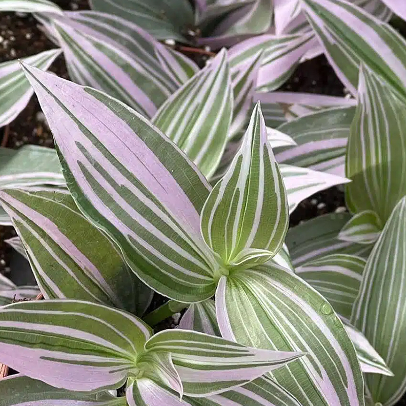 HB TRADESCANTIA LOLLIPOP 8"