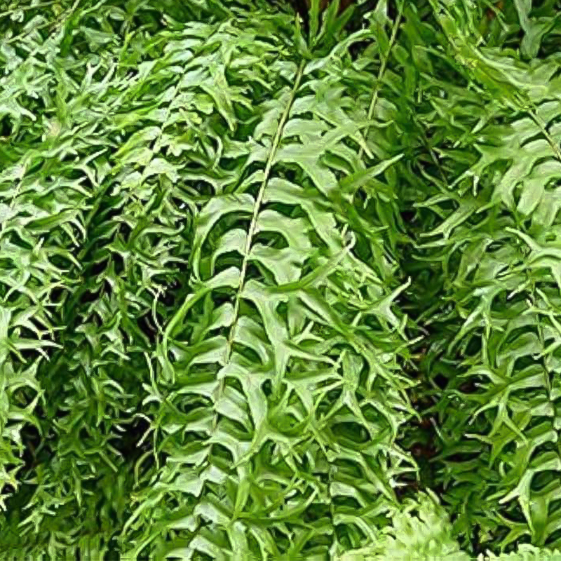 HB FERN FISHTAIL 10"