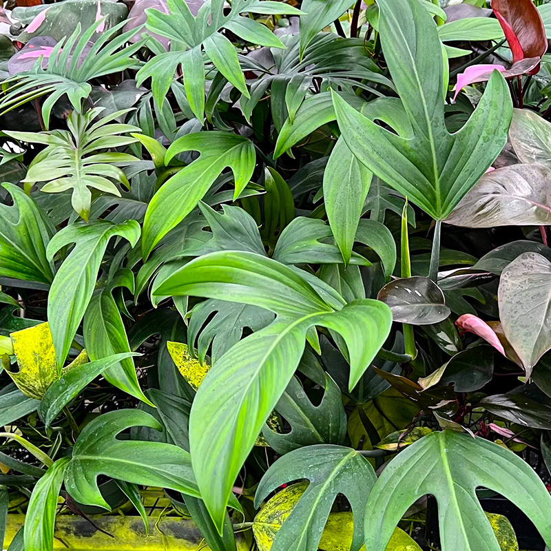 HB PHILO PANDURIFORME 10"