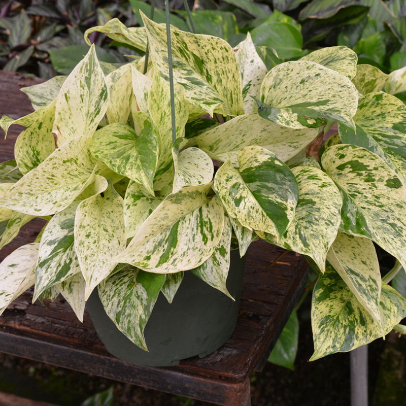 HB POTHOS MARBLE QUEEN 8"