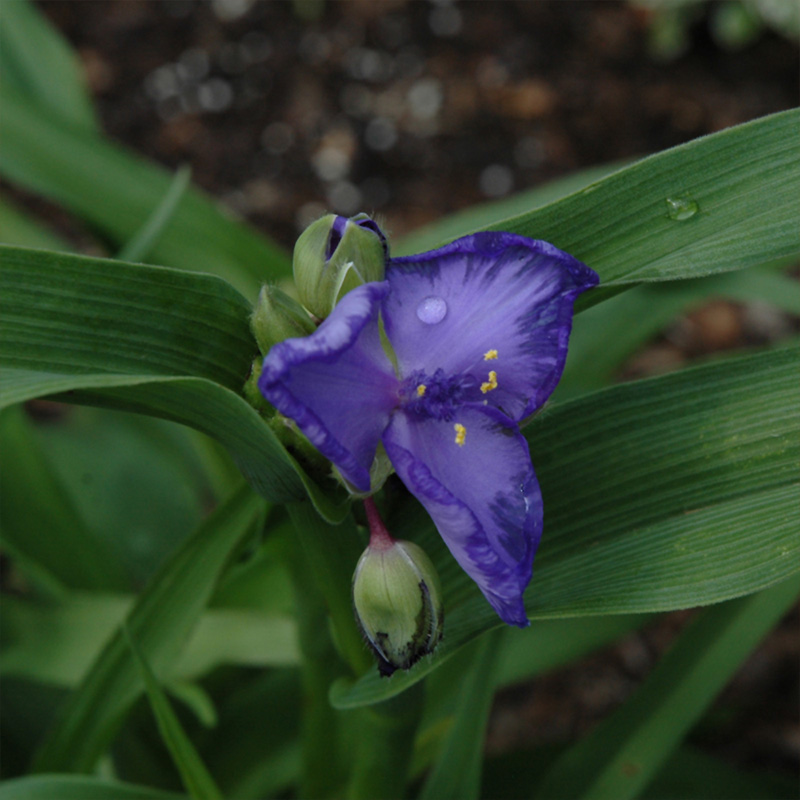 HB TRADESCANTIA PURPLE 6.5"