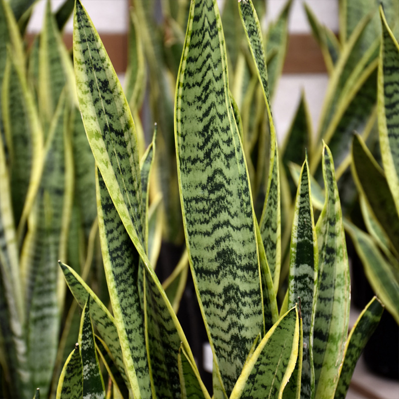 SANSEVIERIA LAURENTII SUPERB 4"