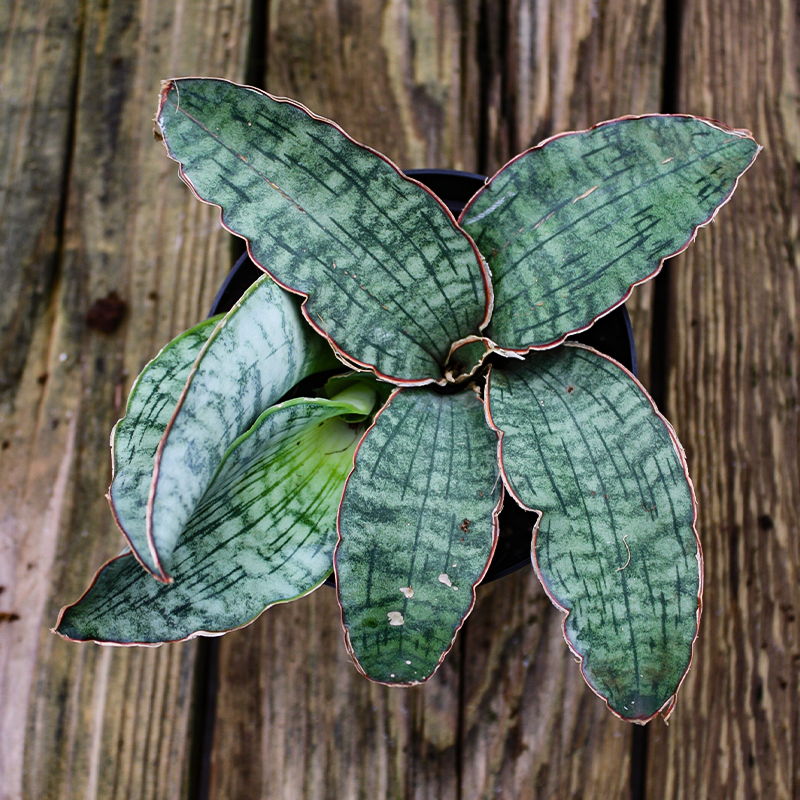 Sanseveria 'Cleopatra'  4"