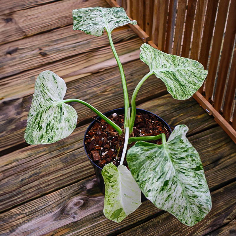 Philodendron giganteum mrble var