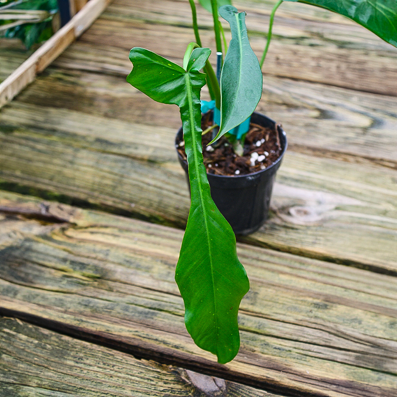 Philodendron joepii 4"