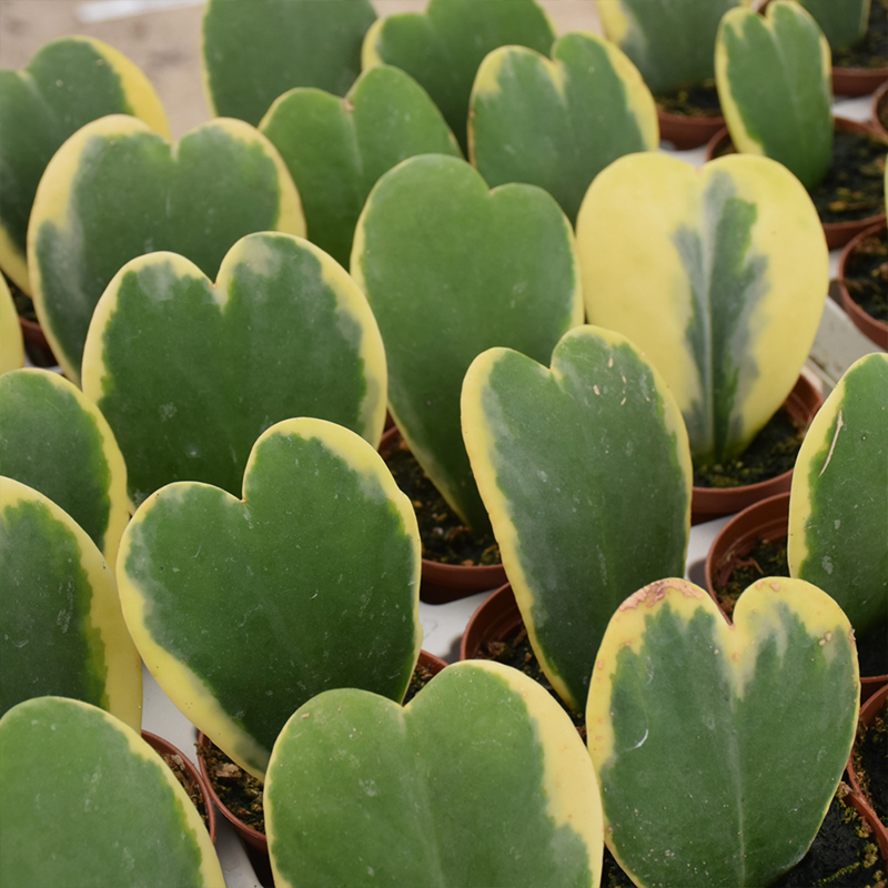 HOYA HEART 2.5"