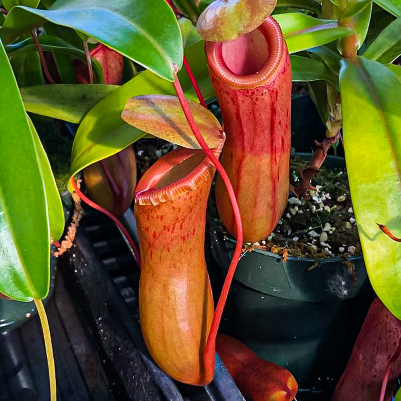 NEPENTHES 4.5"