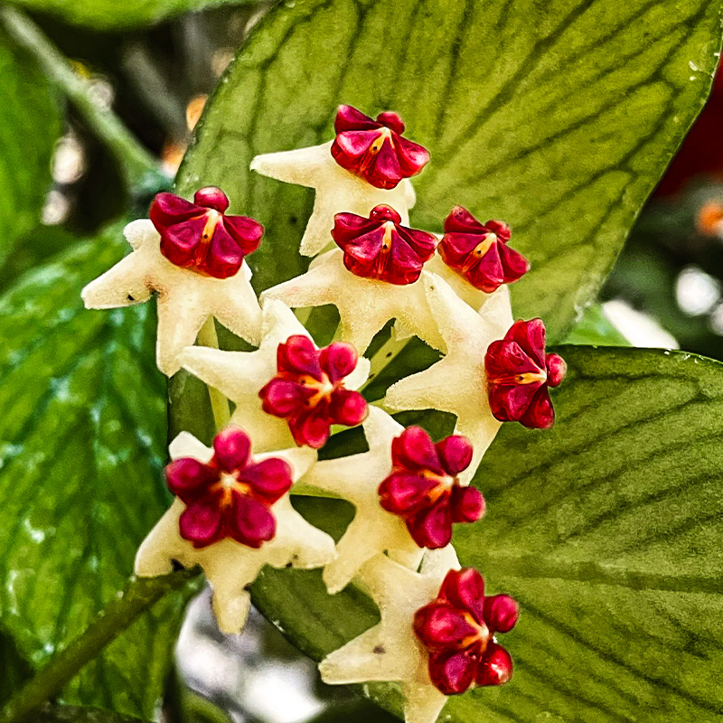 Hoya polyneura 4"