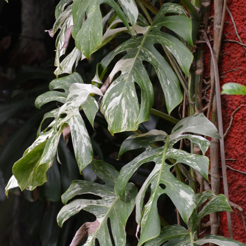 MONSTERA THAI CONST 6"