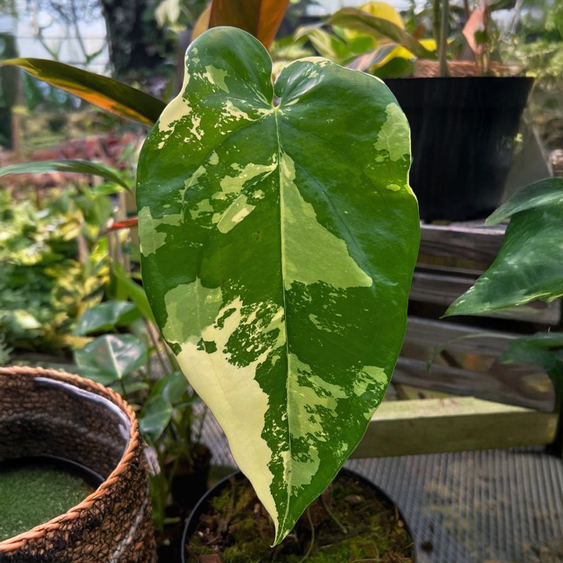 Syngonium chiapense vari 5"